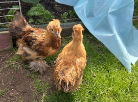 Baby Bantam Chicks 4 for &pound;50