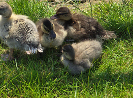 Duckling of different ages available