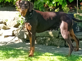 Harley chocolate and tan doberman