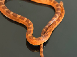 Diffused blood red pied corn snake