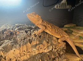 Female bearded dragon with enclosure