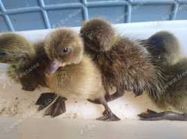 Khaki cambell ducklings and hatching eggs