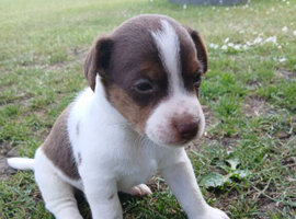 2 left Jack Russell puppies ready 15th July