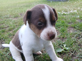Jack Russell puppies 2 boys left