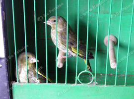 2026 Greenfinches