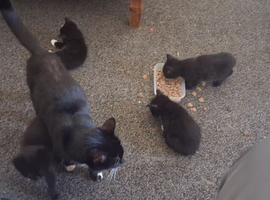 Tucsido kittens