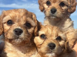 Beautiful Cavachon puppies