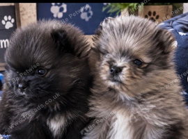 Beautiful Pomeranians