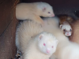 Ferrets