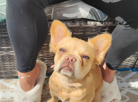 Selling girl french bulldog