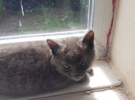 Kitten for sale needs a 5 star home.