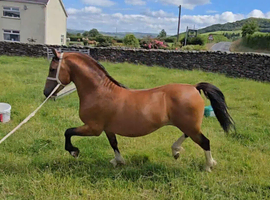 6 year old licenced stallion excellent blood lines