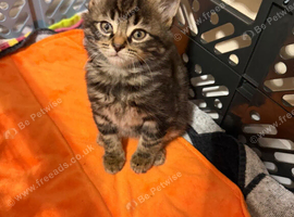 Beautiful kittens