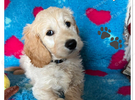 VET CHECKED STUNNING F1 MINIATURE GOLDENDOODLES