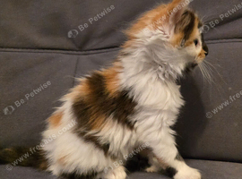 Ginger white and bronze fluffy girl