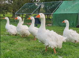 White Sebastopol goslings for sale