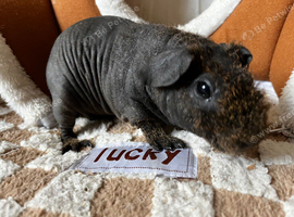 Bonded male guinea pigs x2
