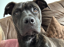 Coco (read description correctly)
