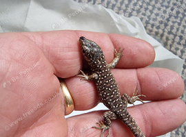 Jewelled Lacerta babies