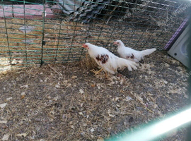 Pair of Yokohamas - 14 weeks old - Rare