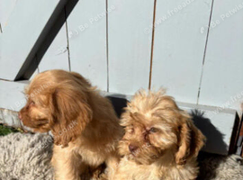 Cockapoo 2 girls
