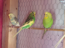 Young budgies for sale.all colours
