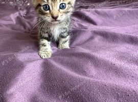 Male British short hair kitten