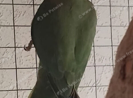 Green ringneck