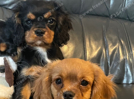 Gorgeous cavalier boys