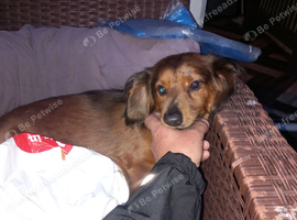 Long haired dachshund