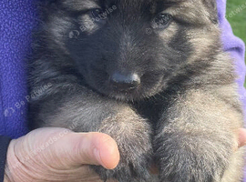 Beautiful German Shepherd Puppies