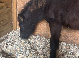 Shetland x colt