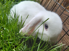 Gorgeous Mini Lop