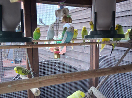 Budgies for sale various colours