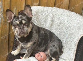 Merle female french bull dog