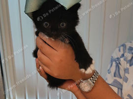 Kittens for sale short haired