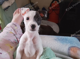 Small jack Russell bitch