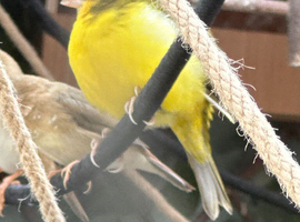 Assorted Canaries for sale