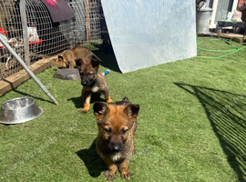 German shepherd puppies