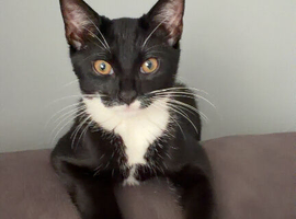 Bubbles kitten who craves attention and affection he loves everyone and cuddles unfortunately just can&rsquo;t keep him anymore due to my new job