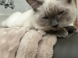 7 month old ragdoll