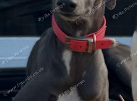 Beautiful whippet girl