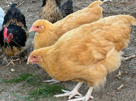 Buff Orpington girls for sale