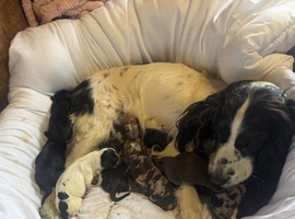Working cocker spaniel puppies