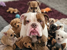 Beautiful big olde tyme english bulldog.