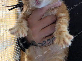 Ginger kittens