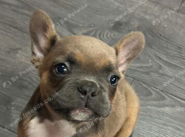 French bulldog
