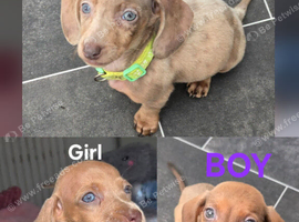 Stunning Miniature Dachshunds
