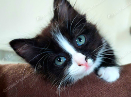 Black and White female kitten