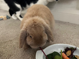 WANTED NEUTERED MALE